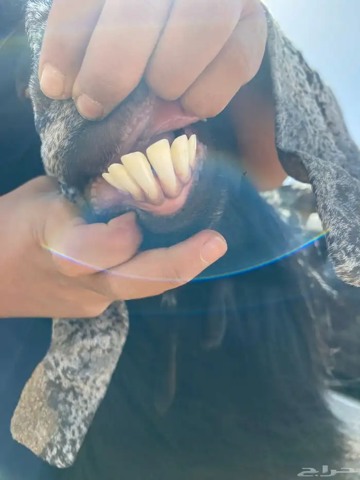 تيس فحل عارضي صنف ومعرف مشروط وسنه موضح بي الصوره توه سديس 9