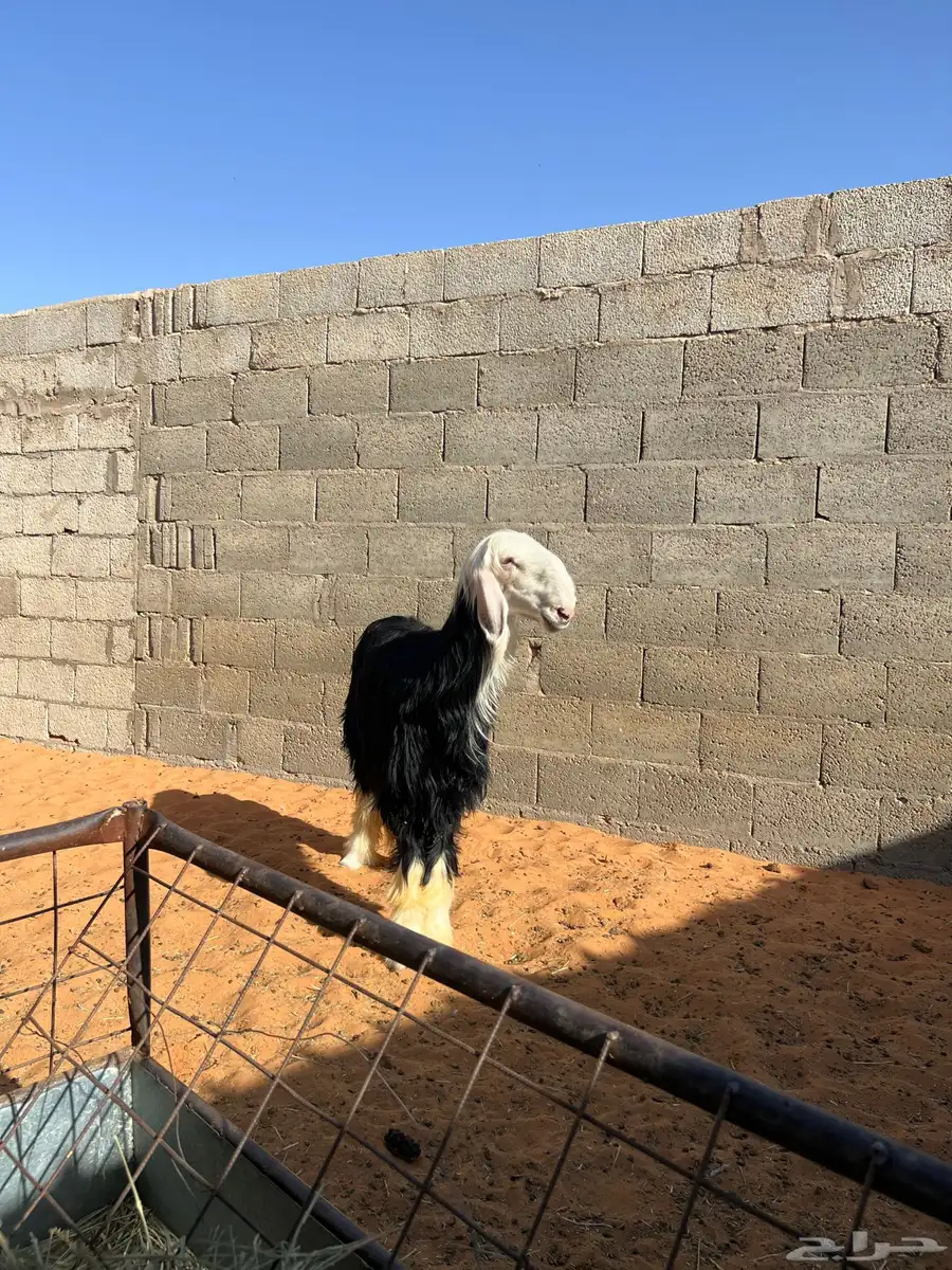 رخل نجديه العمر 7 الى 8 شهور 0
