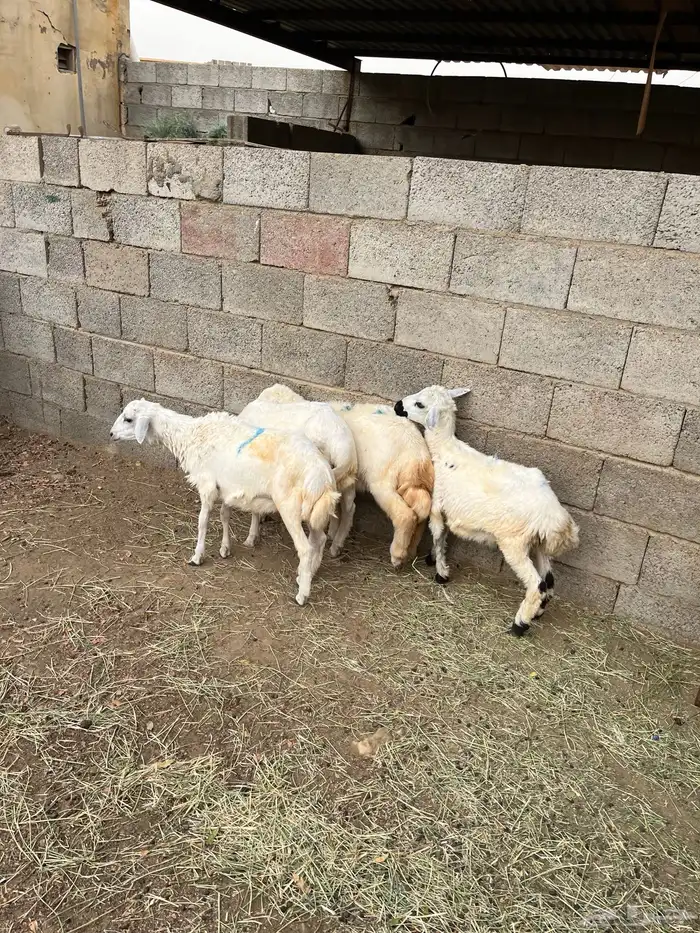 خرفان تربيه( تم البيع) 2