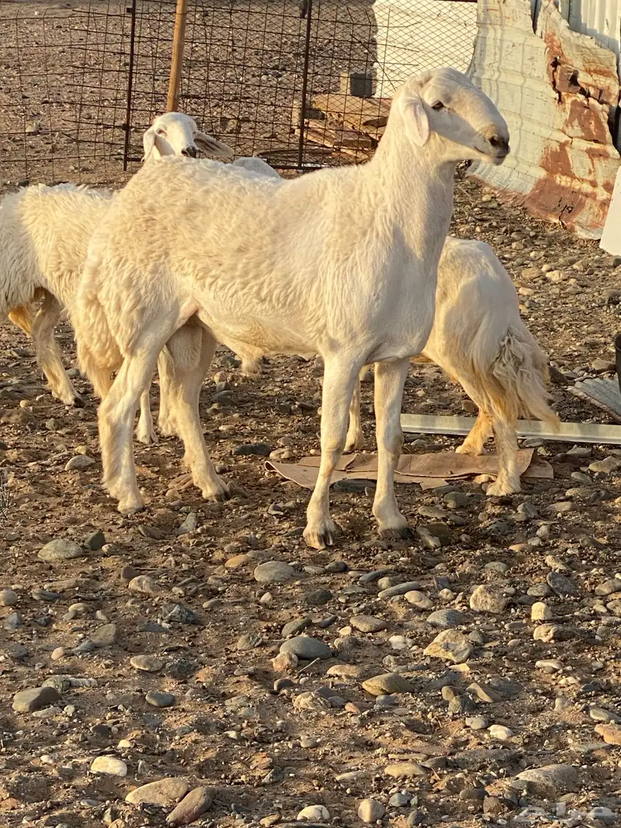 خروف صنف جذع 1