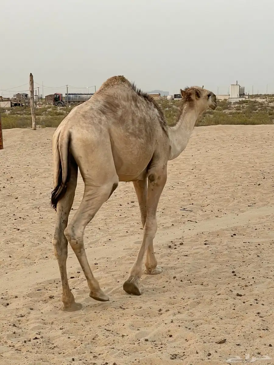 قعود. لأهل المناسبات 2