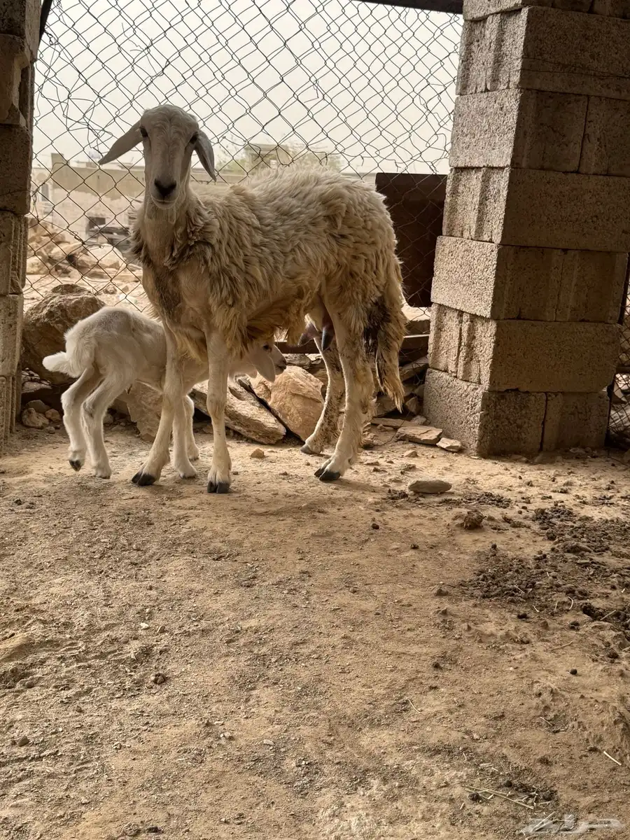 نعجه سنها جذعه تحتها ذكر 3