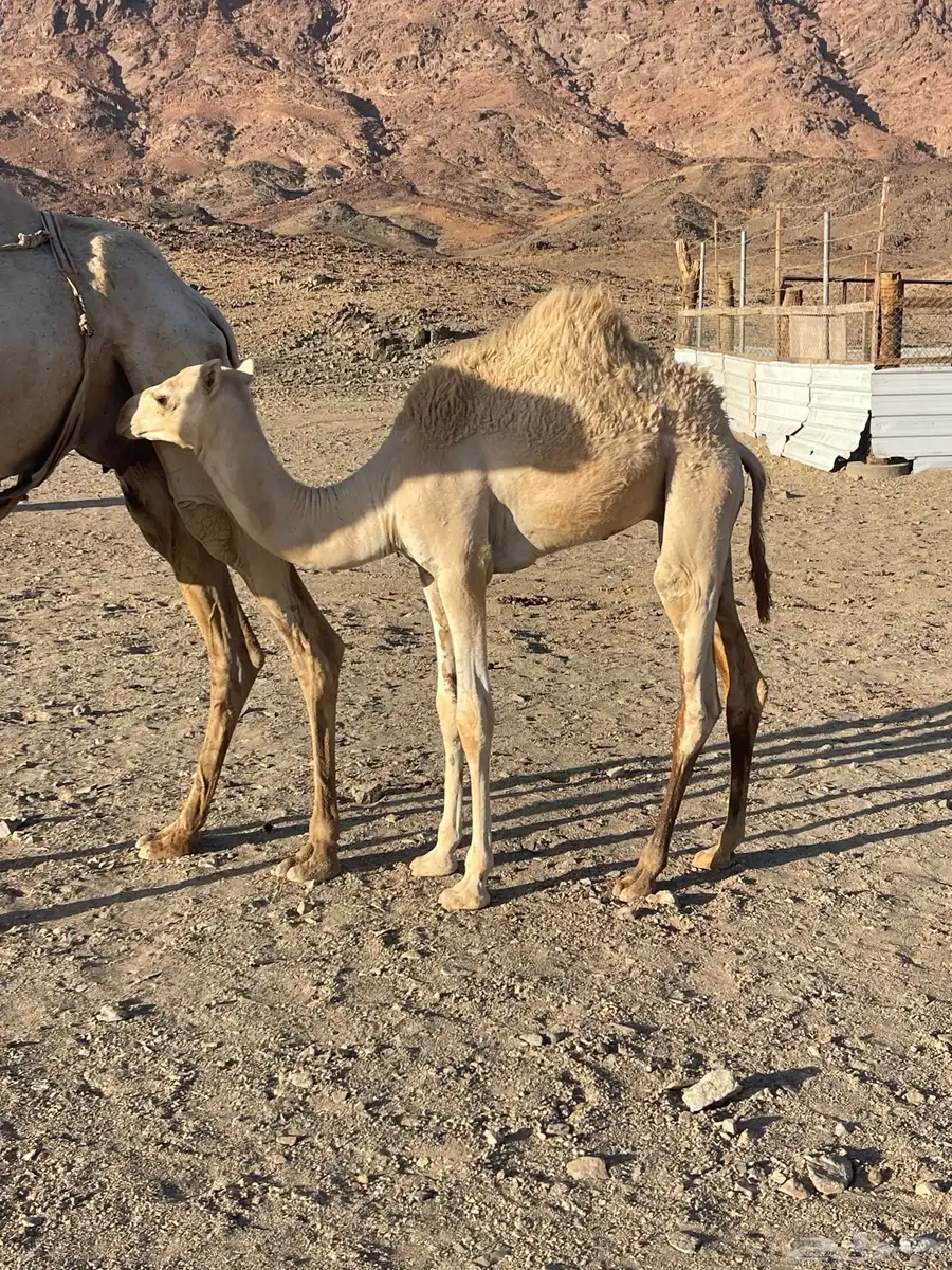 قعود للبيع 0