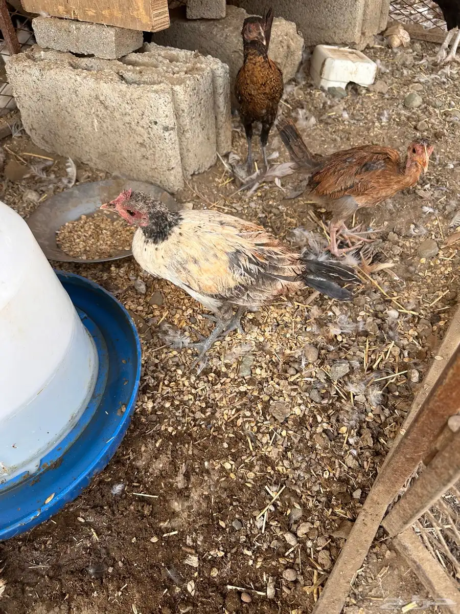 دجاج عمر تقريبا 4شهور ونص خمسه شهور 0
