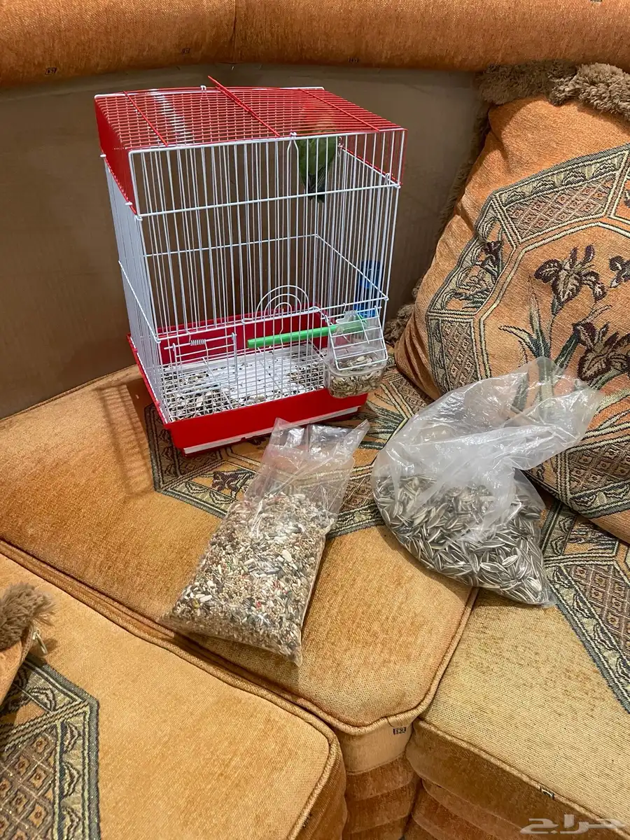 للبيع ببغاء الروز العمر 3 شهور ونص 0