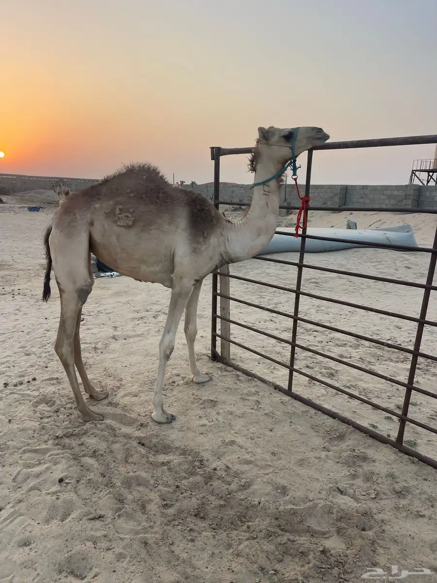 بكرة حقة بنت الفايز 0