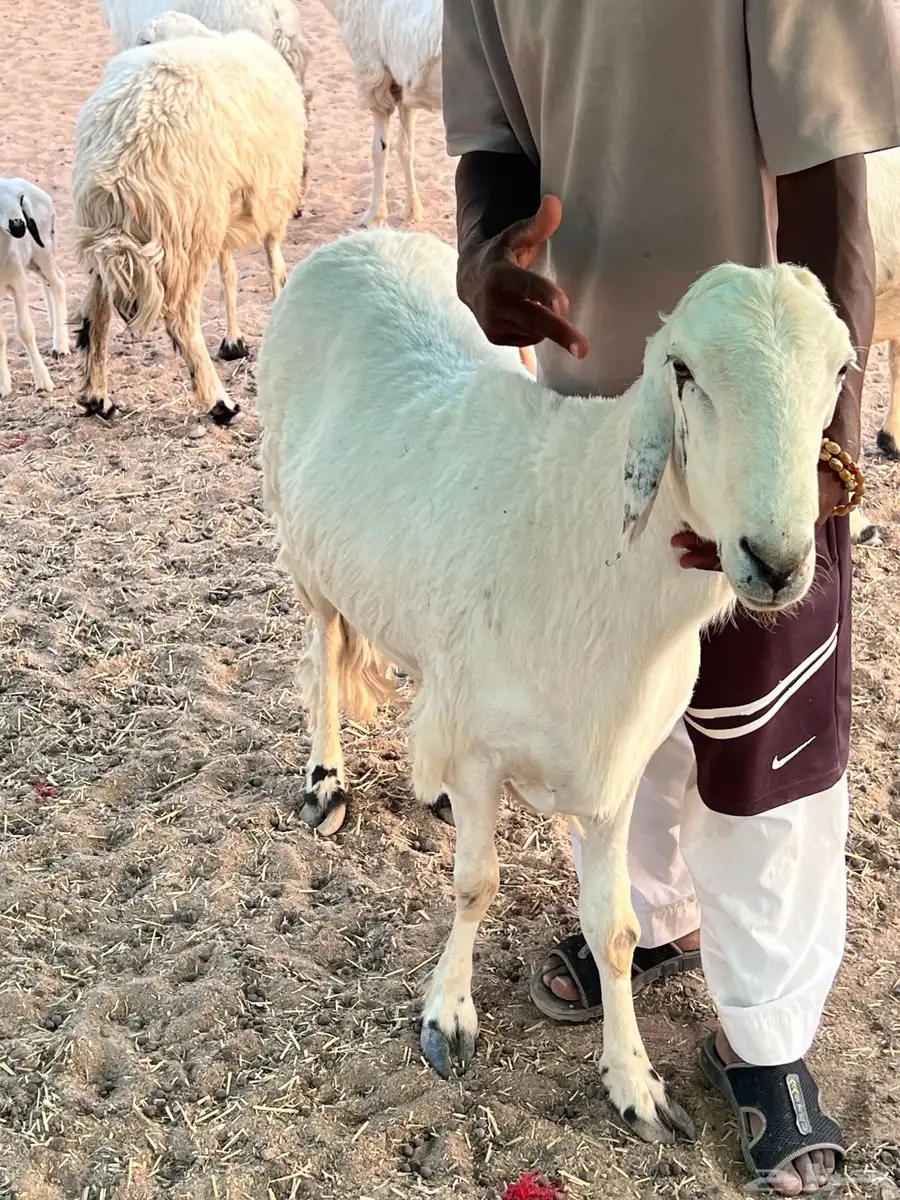 طلي مشروع كفوو فحل ثني وينسف 2