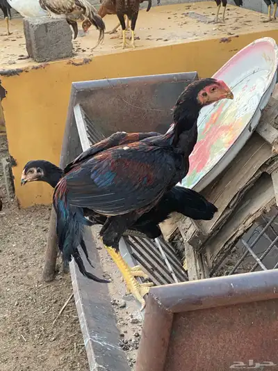 دجاج وديكه شامو اصل 4