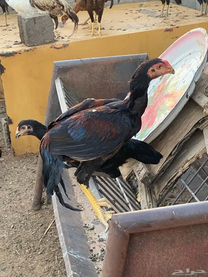 دجاج وديكه شامو اصل 4