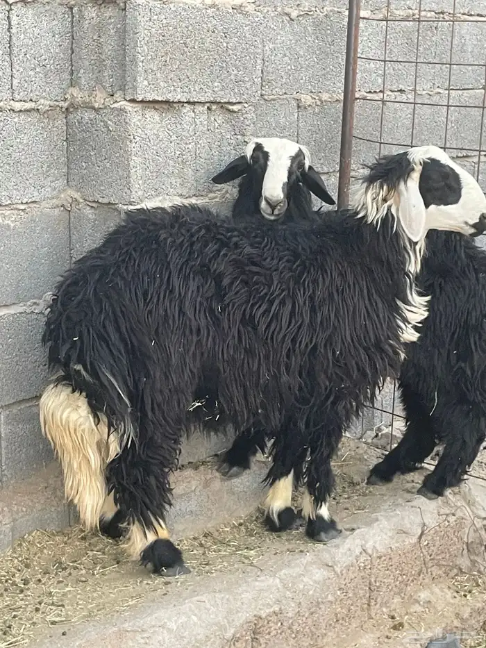 طليان نجدي فااخره 2