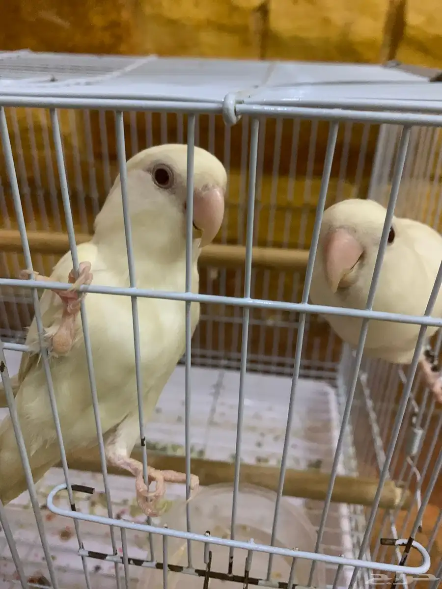 ببغاء روز البينو زوج للبيع 0