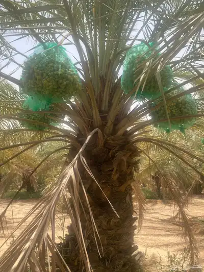 ثمرة تمر خلاص 5