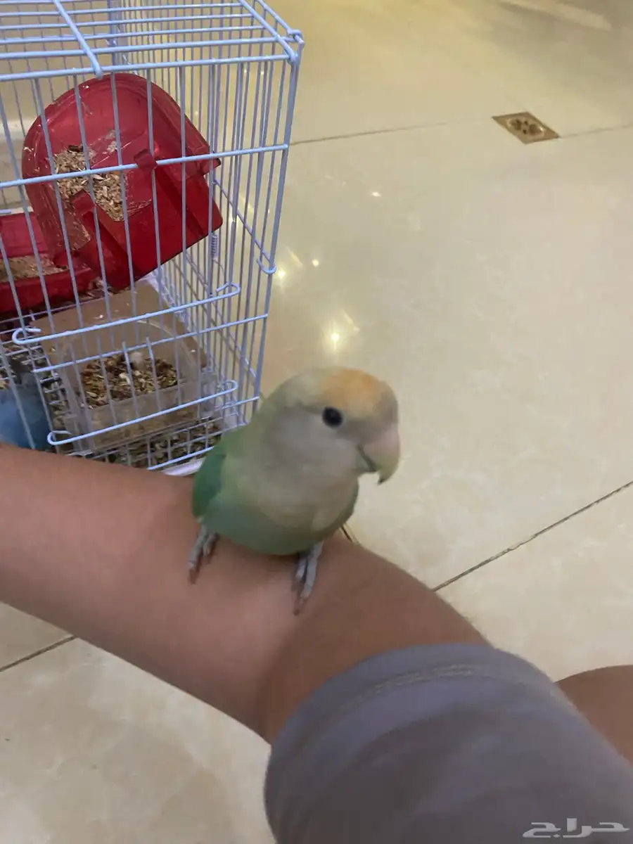 بسم الله الرحمن الرحيم 0
