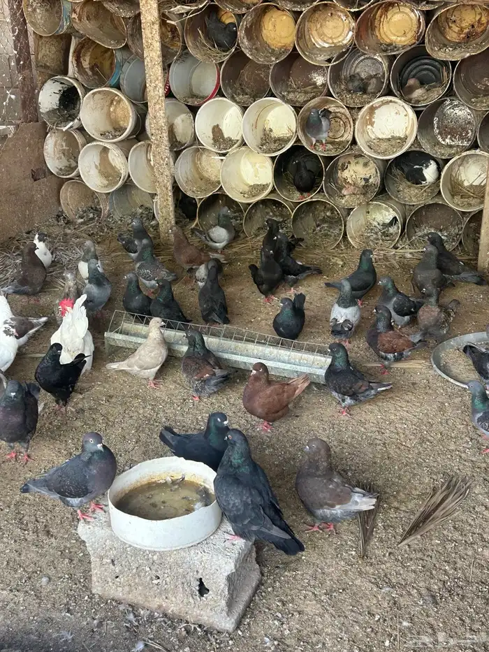 عشة حمام كنق 1