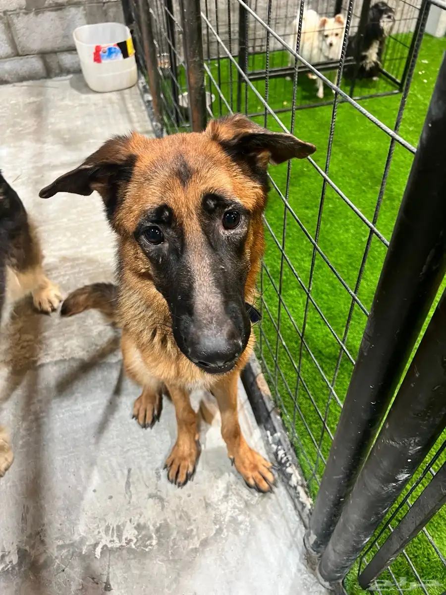 Workline 1 year old female German shepherd 0
