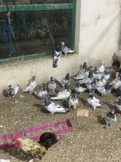 حمام باكستاني 3