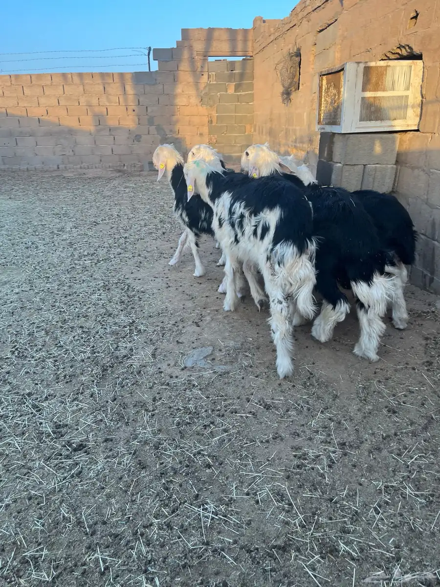 طليان نجد طيبة 3