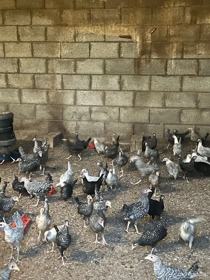 للبيع دجاج بلدي وتركي 2