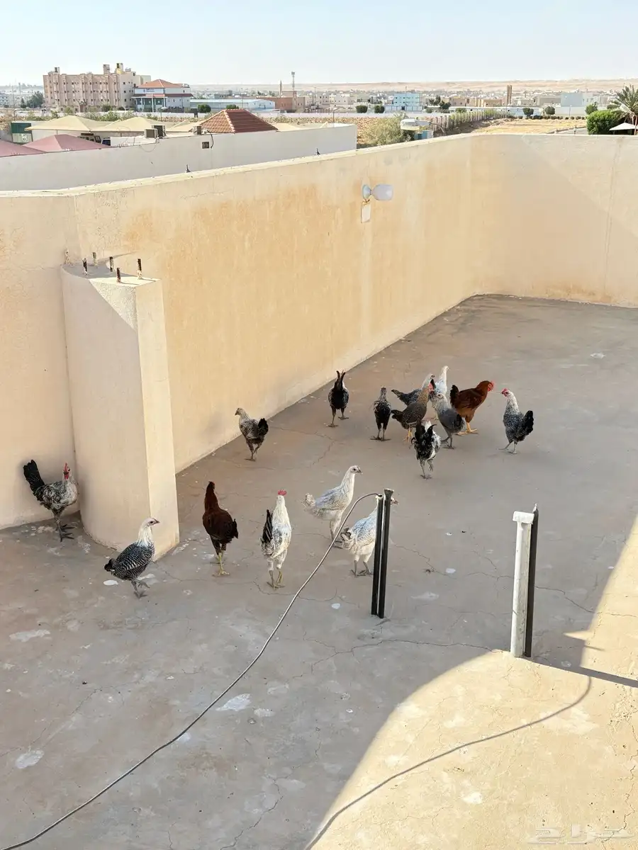 يوجد عندي 24 فروج ديك ودجاج ويوجد خمس زواج حمام 0