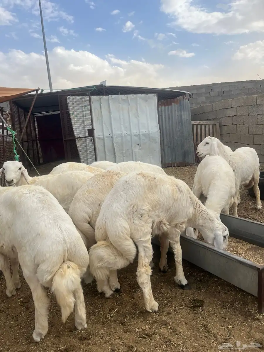 ياهل الزين  ياهل الجبر طليان جبره فوق الكفو 7
