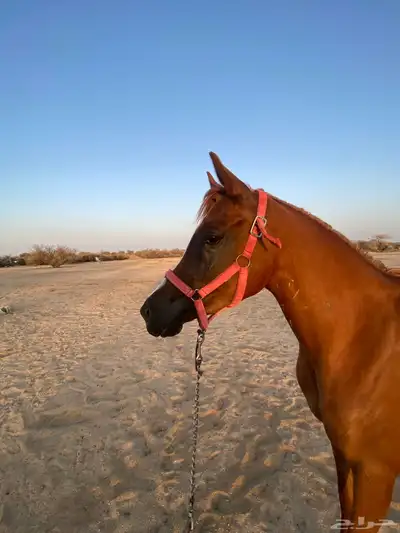مهرة واهو شي فاخر 2