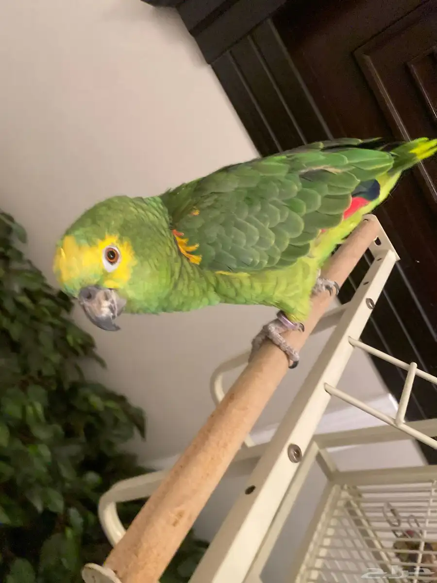 بغبغاء أمازون 1