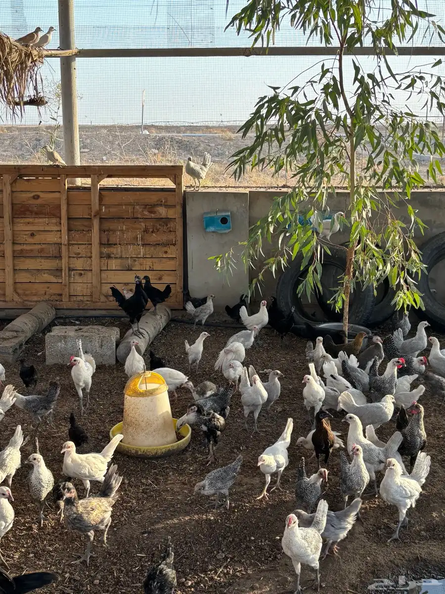 دجاج منوع 1