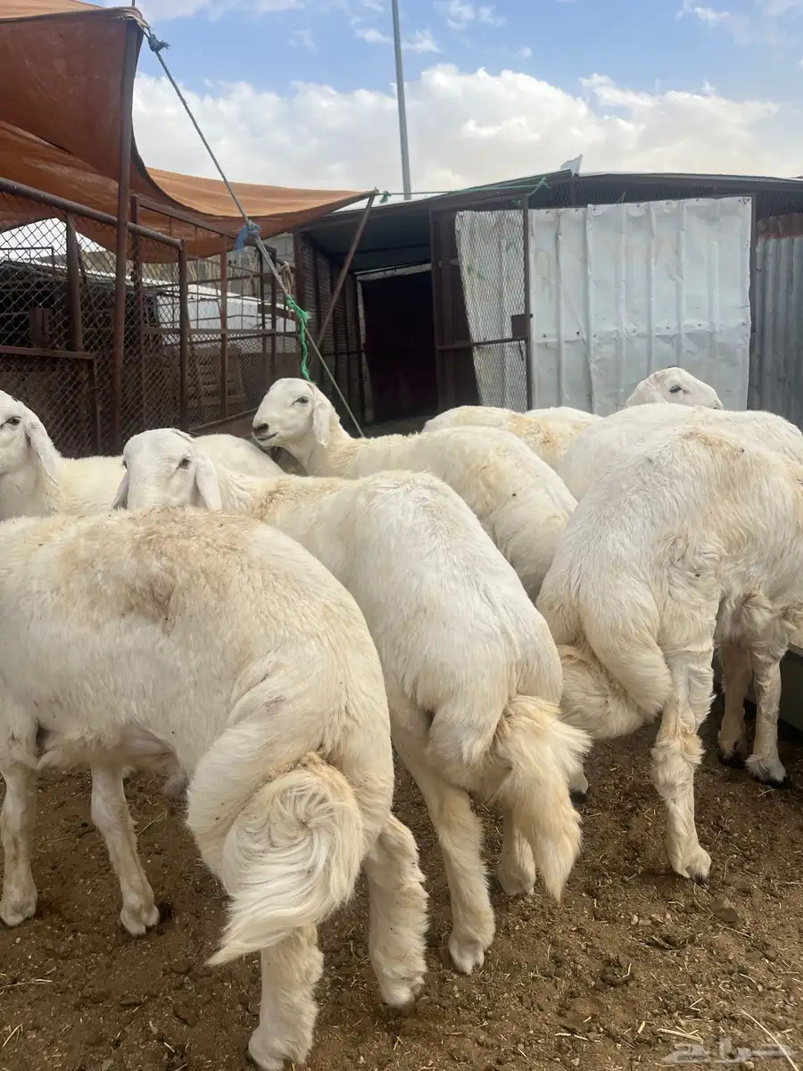 ياهل الزين  ياهل الجبر طليان جبره فوق الكفو 1