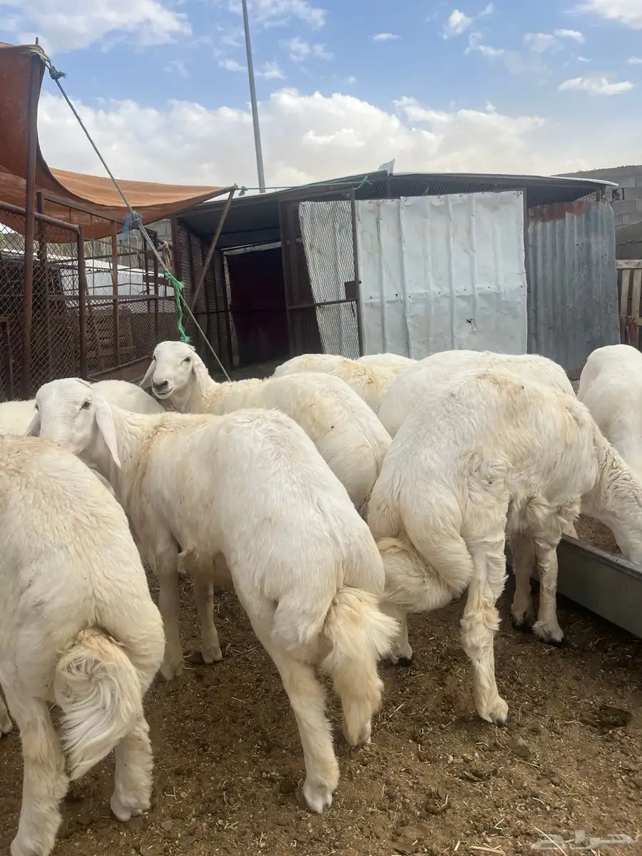 ياهل الزين  ياهل الجبر طليان جبره فوق الكفو 6
