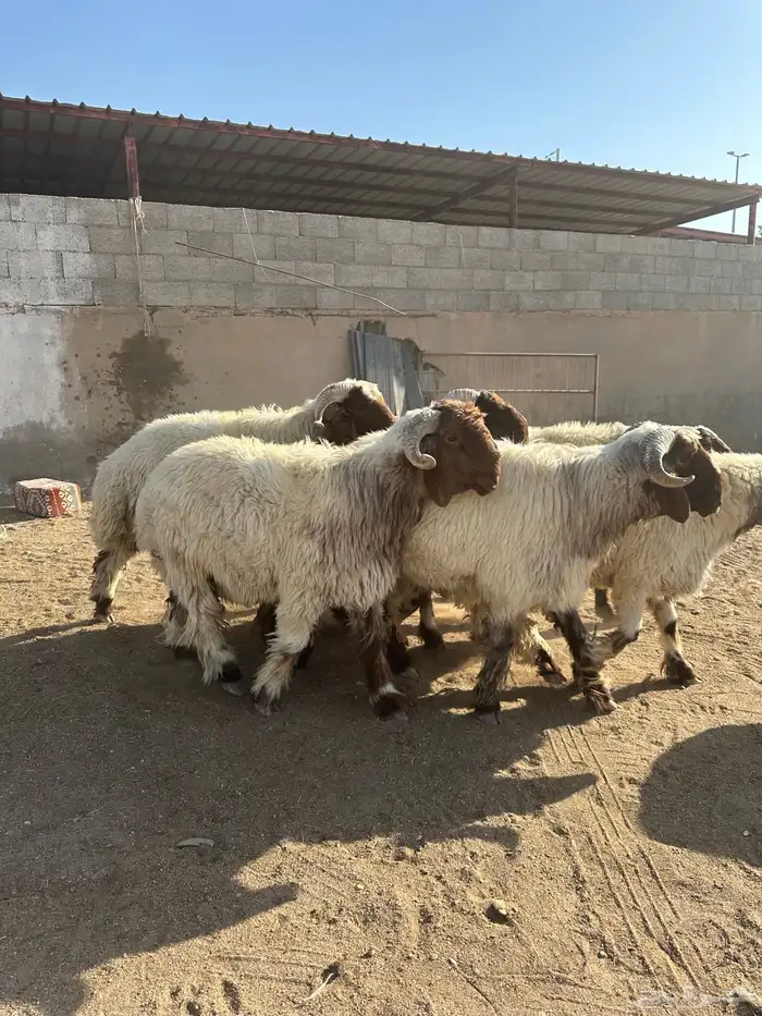 فحول أنعيم صنف اللبييع 0