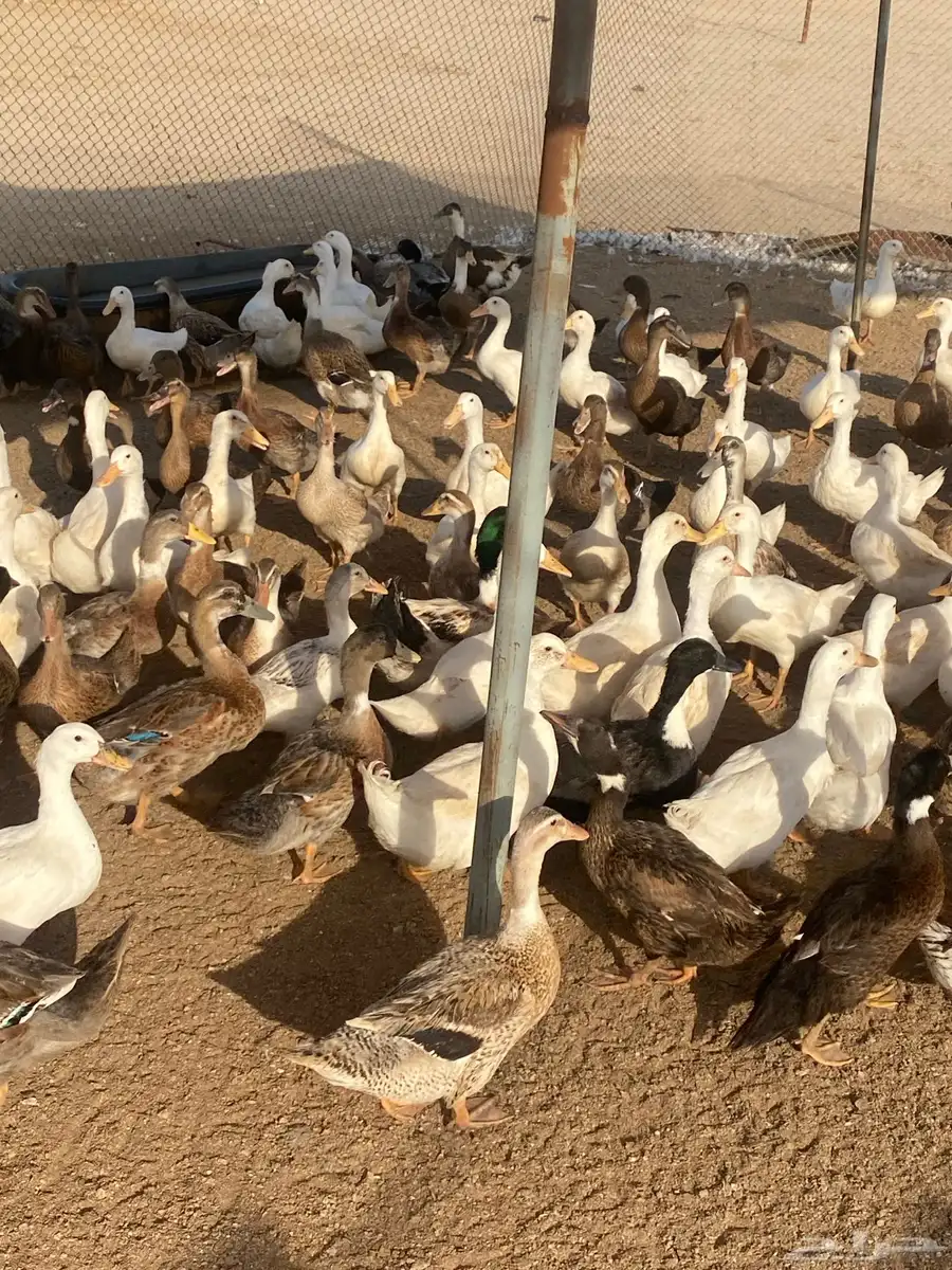 بط بكيني وشرشيري 5