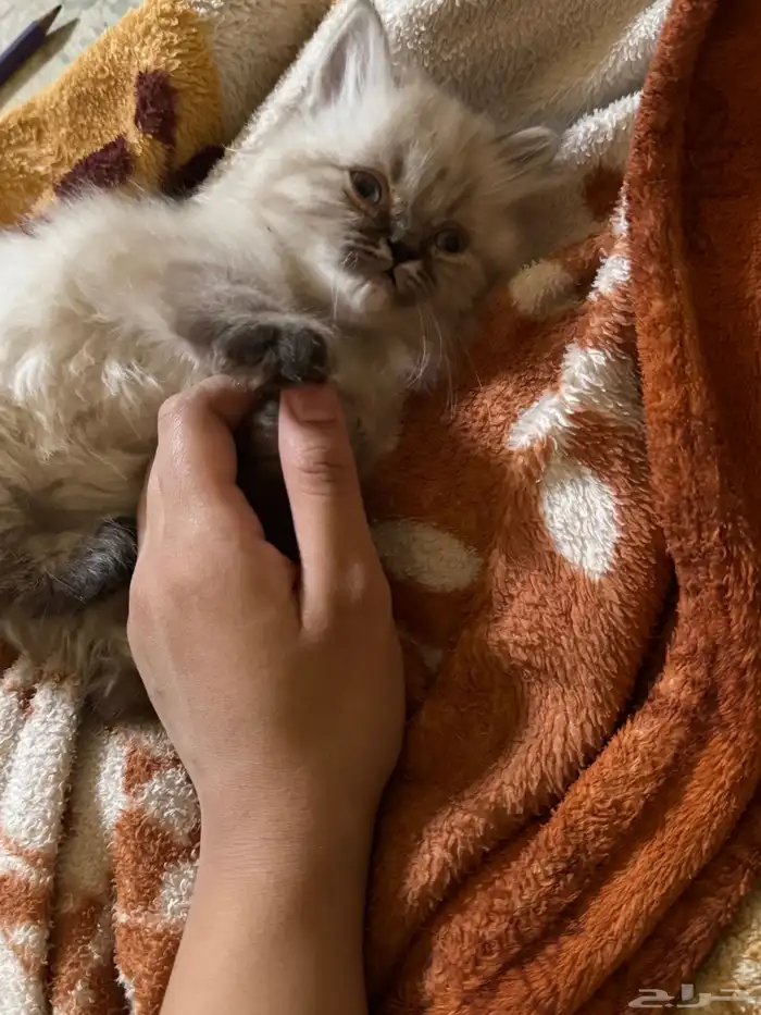 قطط صغيره للبيع 4