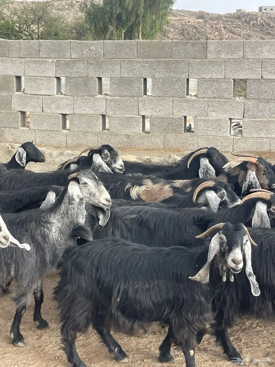 معزا عوارض دفاع وحليب بفحلها 2