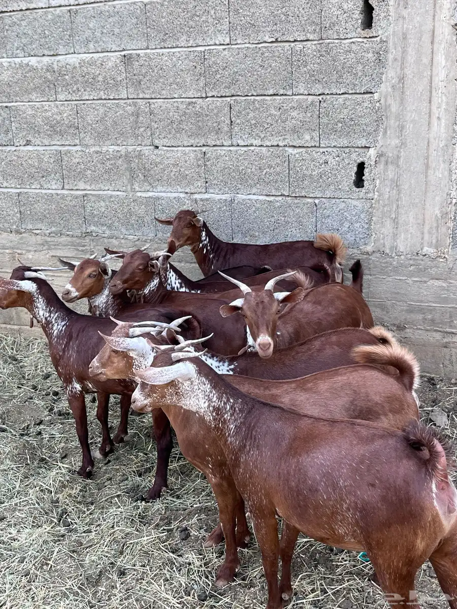 خبيش وشح دهم تأسيس مراح العدد 10 0