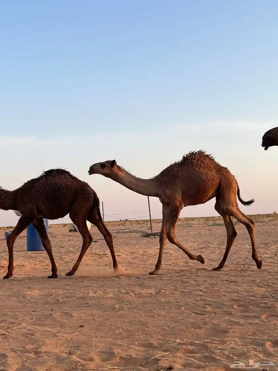 قعدان للبيع 0