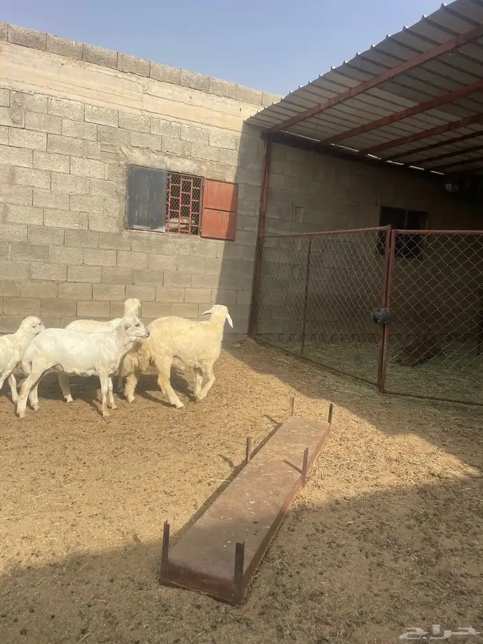 خرفان بلدية 3