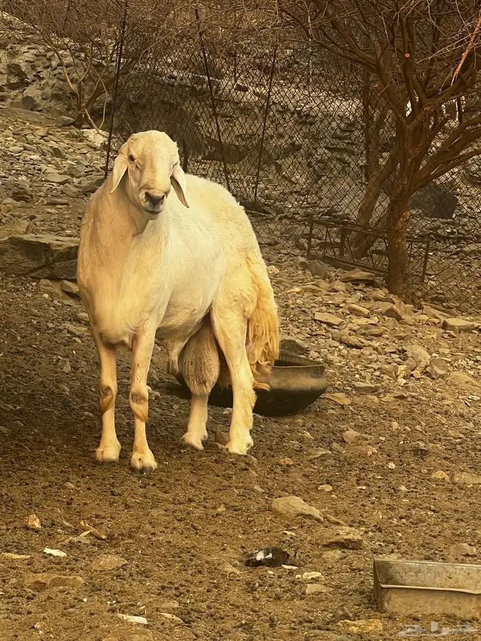 طلي حري ابوه من حلال براك الدعدي 1