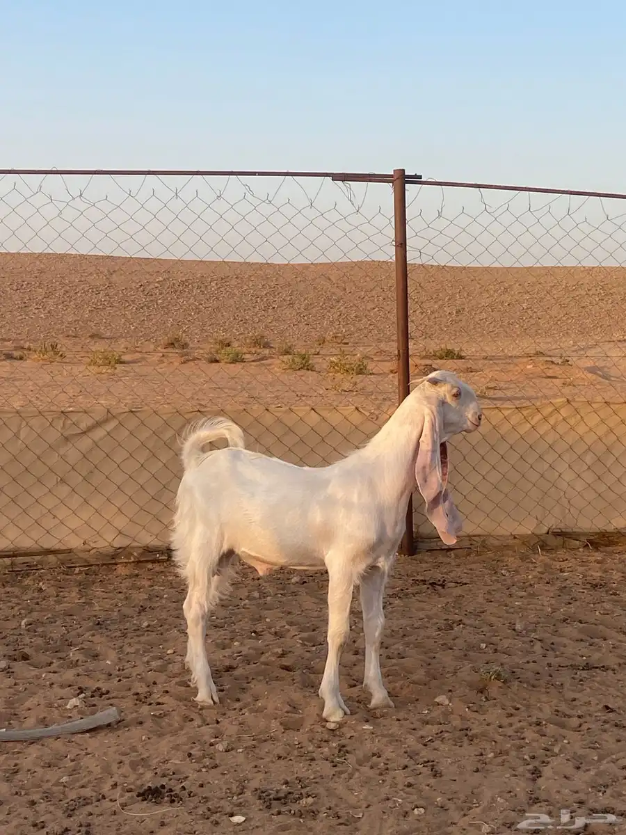 تيس مطور 0