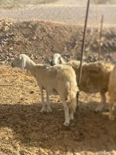 تم البيع 9