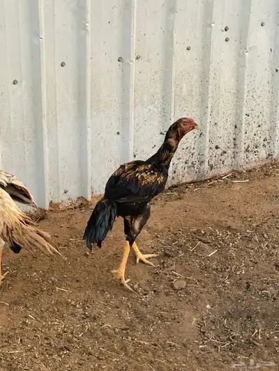 دجاج وديكه شامو اصل 14