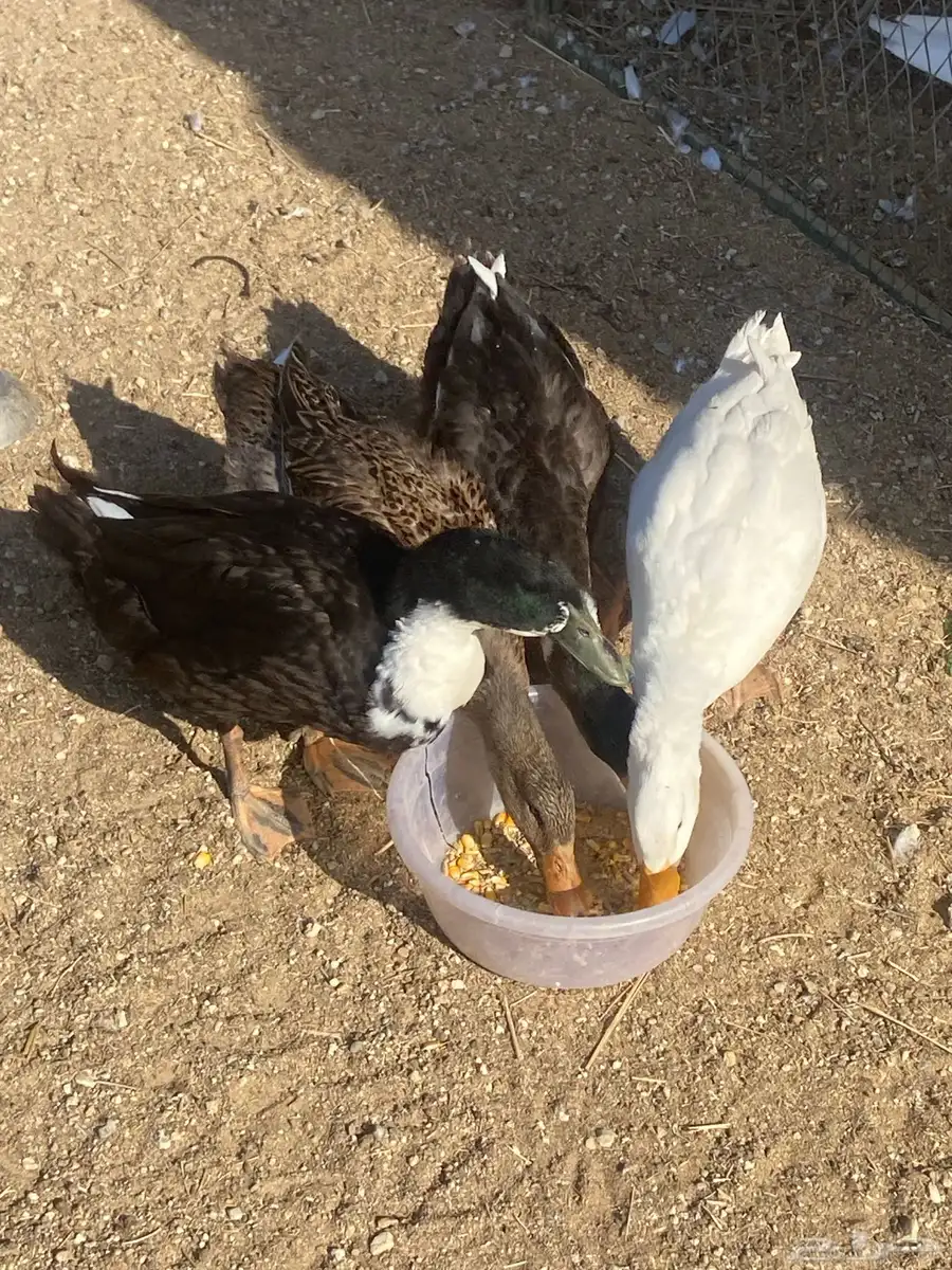 بط عمره حول خمس شهور ونص 0