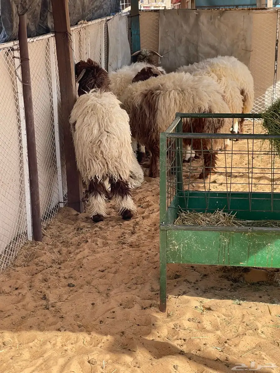 للبيع بهم نعيم خرفان جذعان طيب جملة وتفريد 3