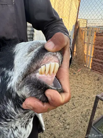 عنز عارضيه (تم البيع 1