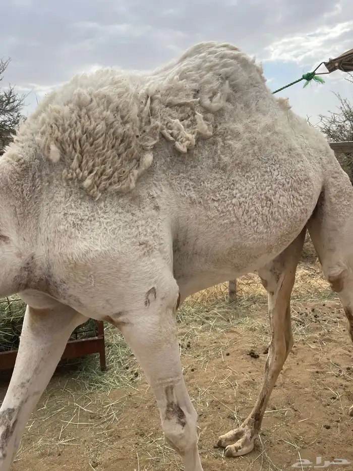 قعدان تم البيع 3