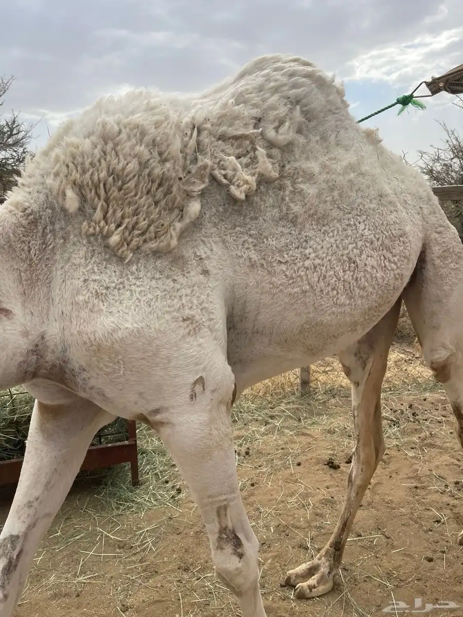 قعدان 3