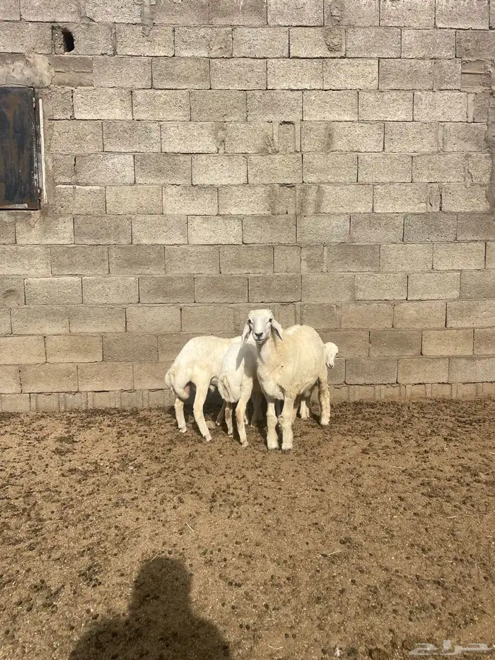 خرفان بلدية 1