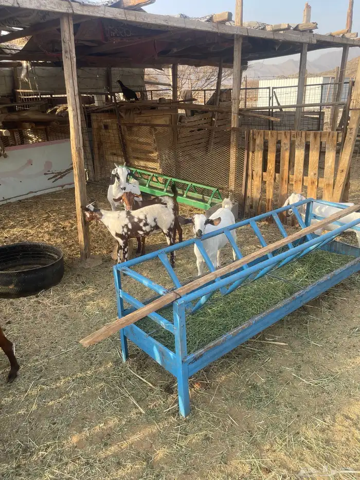 جفار العدد6 العمر7اشهر شي نظيف مولده عندي من حلالي 0