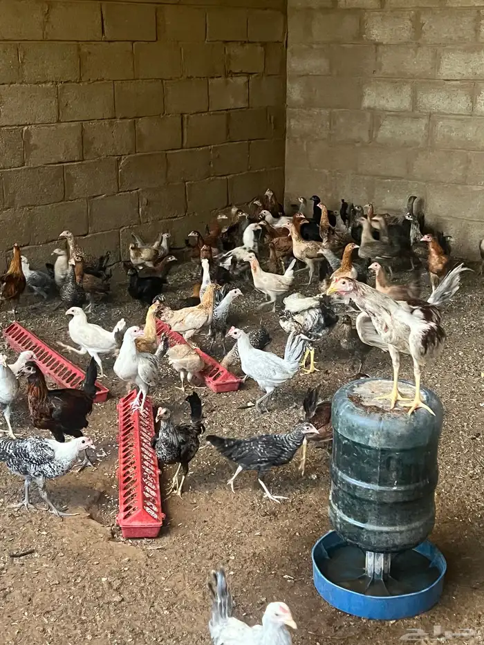للبيع دجاج بلدي وتركي 4