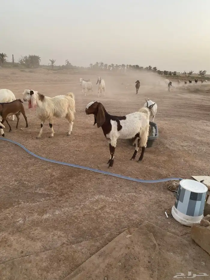 معزا هجين وعل وهجين مصري مع هولندي 1