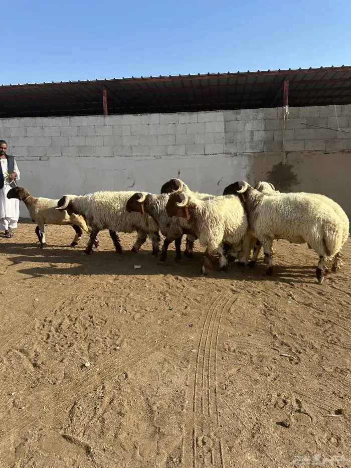 فحول أنعيم صنف اللبييع 13